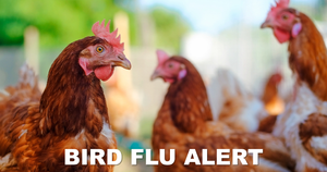 Bird Flu Outbreak Near Hutton Cranswick, East Yorkshire (AIV 2024/01)