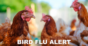 New Bird Flu Prevention Zone with Housing Measures Across England and Scotland