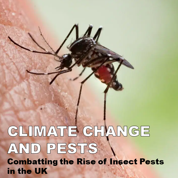 Combatting the Rise of Insect Pests in the UK – Saniworld